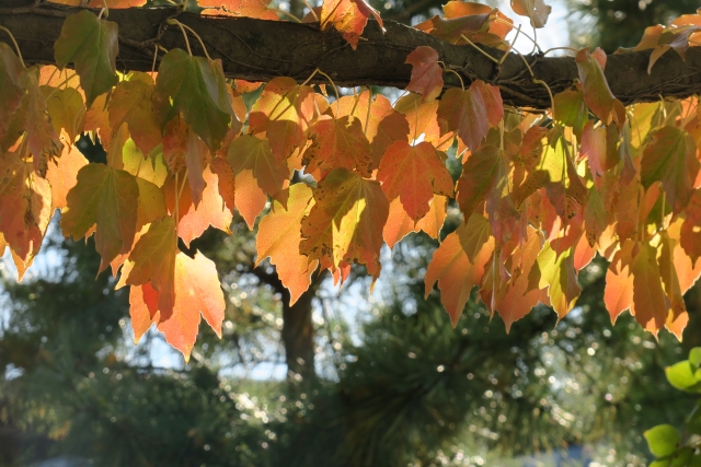 紅葉しつつあるサトウカエデの木